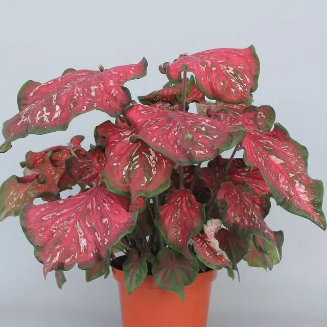 thumbnail for publication: Caladium Cultivars ‘Pink Panther’ and ‘Crimson Skye’